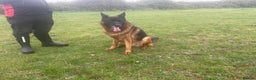 German Shepherd dogs for sale: 2 outstanding males - Advert 2