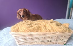 Dachshund dogs for sale: Last one beautiful long-haired dachshunds girl 😍 - Image 18