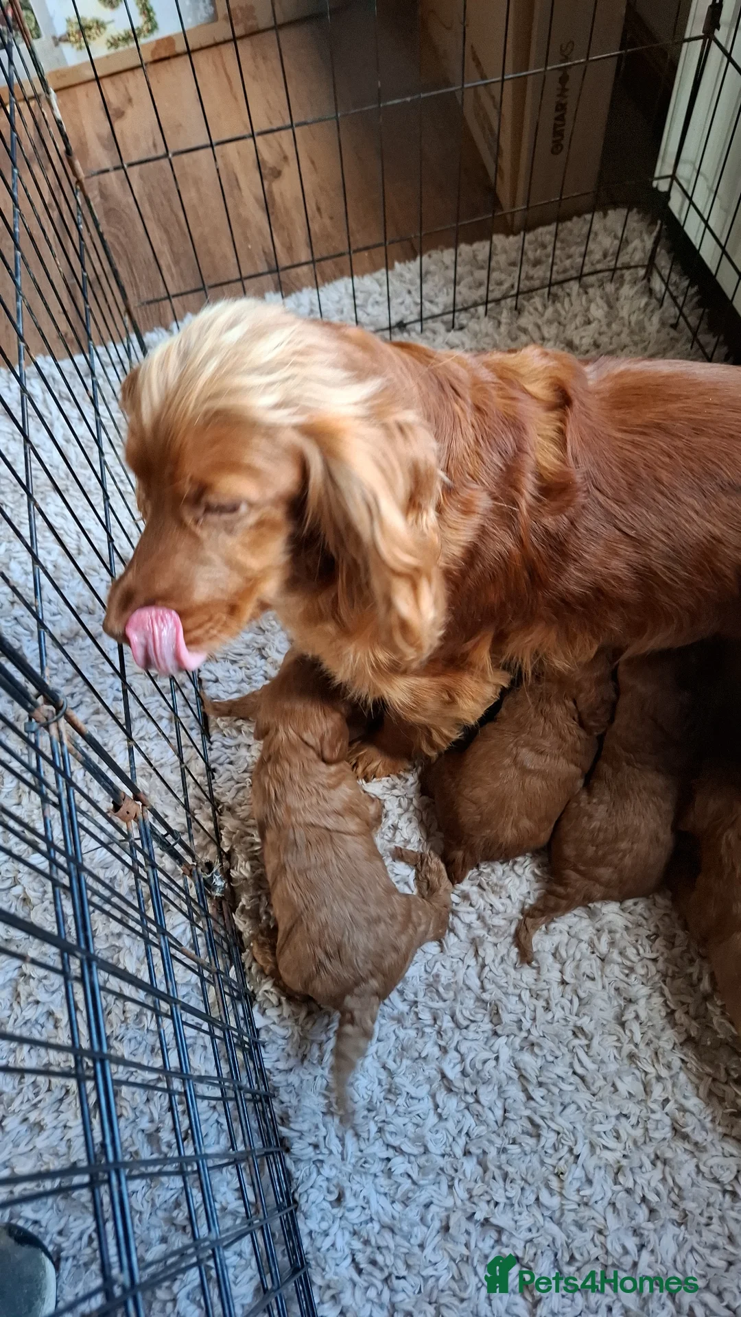 Cockapoo dogs for sale: Cockapoo puppies in Glenrothes - Advert 2