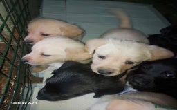 Goldador dogs for sale: GOLDADOR PUPPIES - Image 2