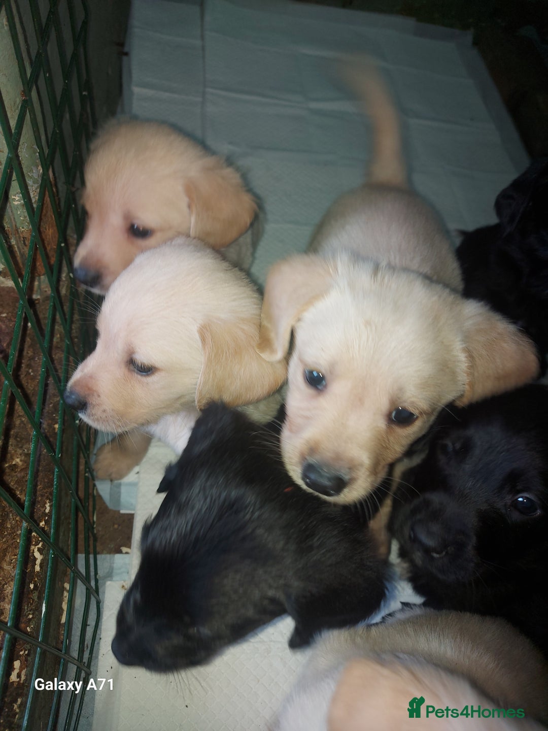 Goldador dogs for sale: GOLDADOR PUPPIES - Image 2