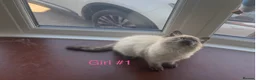 Ragdoll cats for sale: Stunning ragdoll girls for sale  in Grays - Advert 15