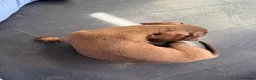 Dachshund dogs for sale: Beautiful Dachshund Puppies - Advert 7