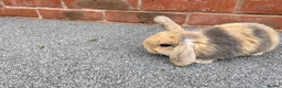 Mini Lop rabbits for sale: STUNNING PURE BREED MINI LOPS AMAZING COLOURS  - Advert 4
