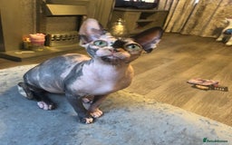 Sphynx cats for sale: ** Glittery Blue/Cream Torti Sphynx Girl ** - Image 14