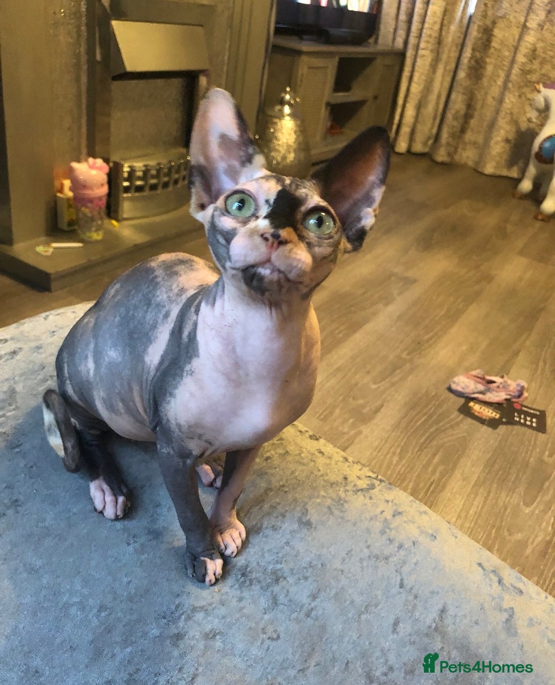 Sphynx cats for sale: ** Glittery Blue/Cream Torti Sphynx Girl ** - Image 14
