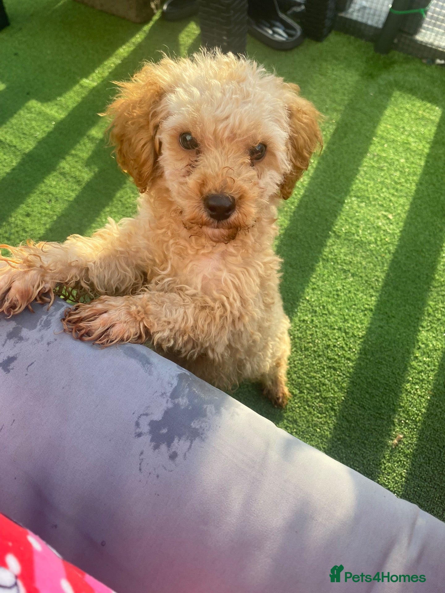 Toy Poodle dogs Toy poodle puppy  - Advert 3