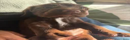 Sprocker dogs for sale: Gorgeous Chocolate Cocker Spaniel Puppies in Shrewsbury - Advert 5