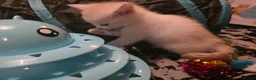 Persian cats for sale: Snuggly babies, chinchilla persian x  in Plymouth - Advert 6