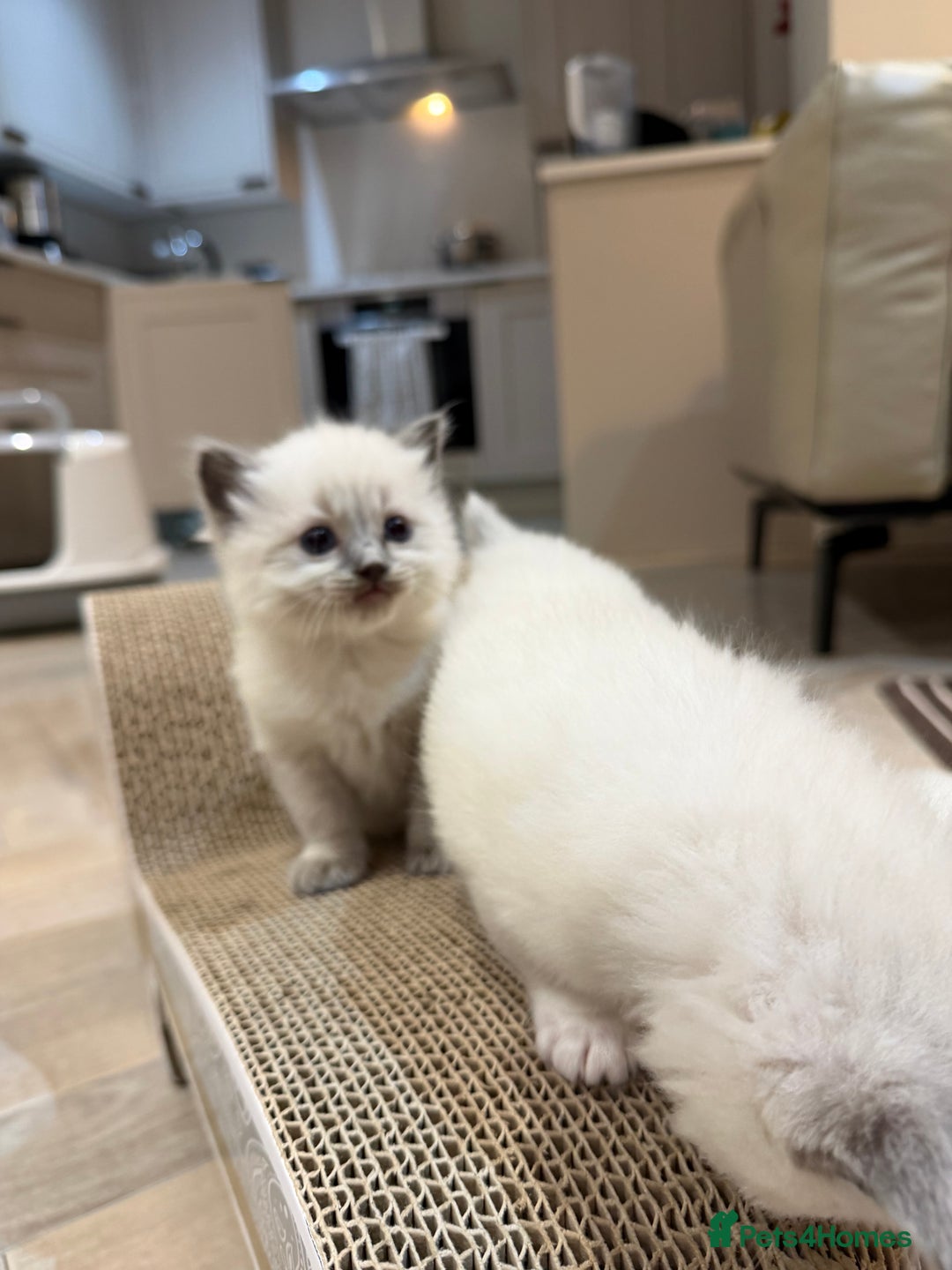 Ragdoll cats for sale: 5 PURE adorable💙💗Ragdolls💗💙ready to leave soon - Advert 9