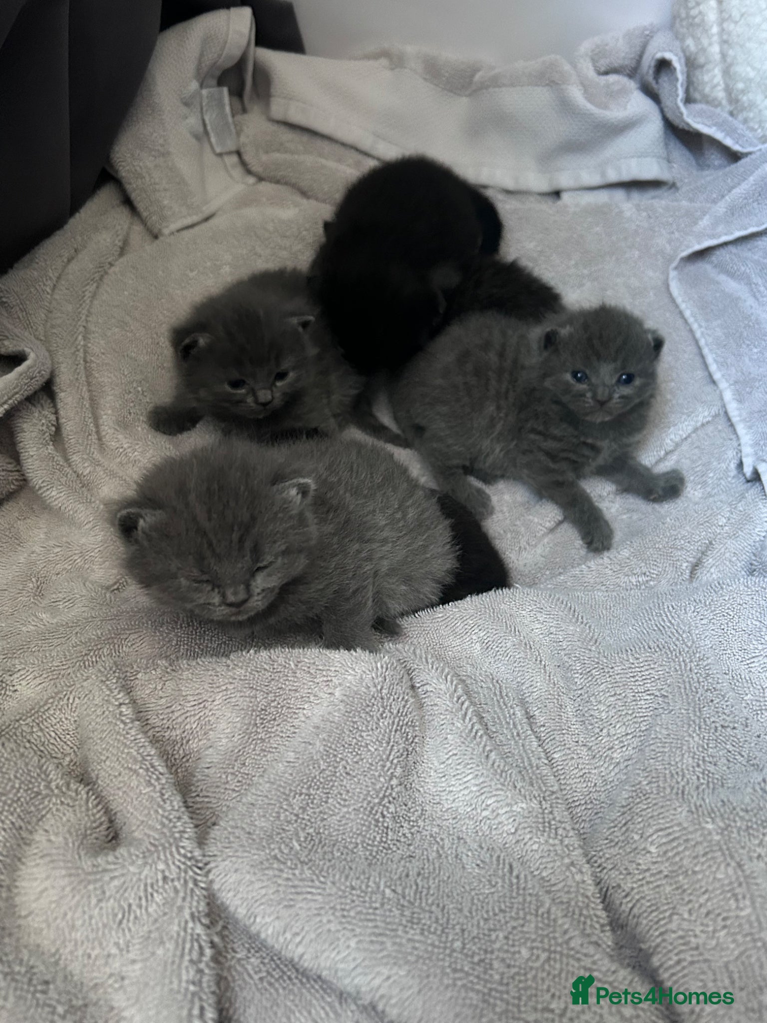 British Shorthair cats for sale: 5 British shorthair kittens  - Advert 30