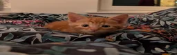 Domestic Shorthair cats for sale: Lovely kittens short and longhair  - Advert 18