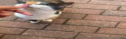 Mixed Breed cats for sale: Calico Female Cat (2 Weeks Pregnant, For Sale) - Advert 4