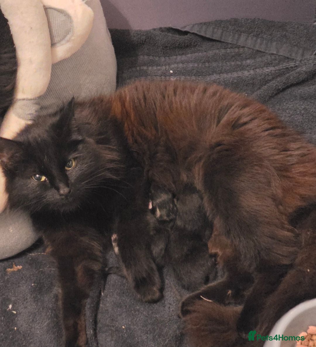 British Longhair cats Female black kitten - Advert 2