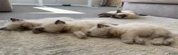 Ragdoll cats for sale: Blue Point Ragdoll Male Kittens in Wrexham - Advert 7