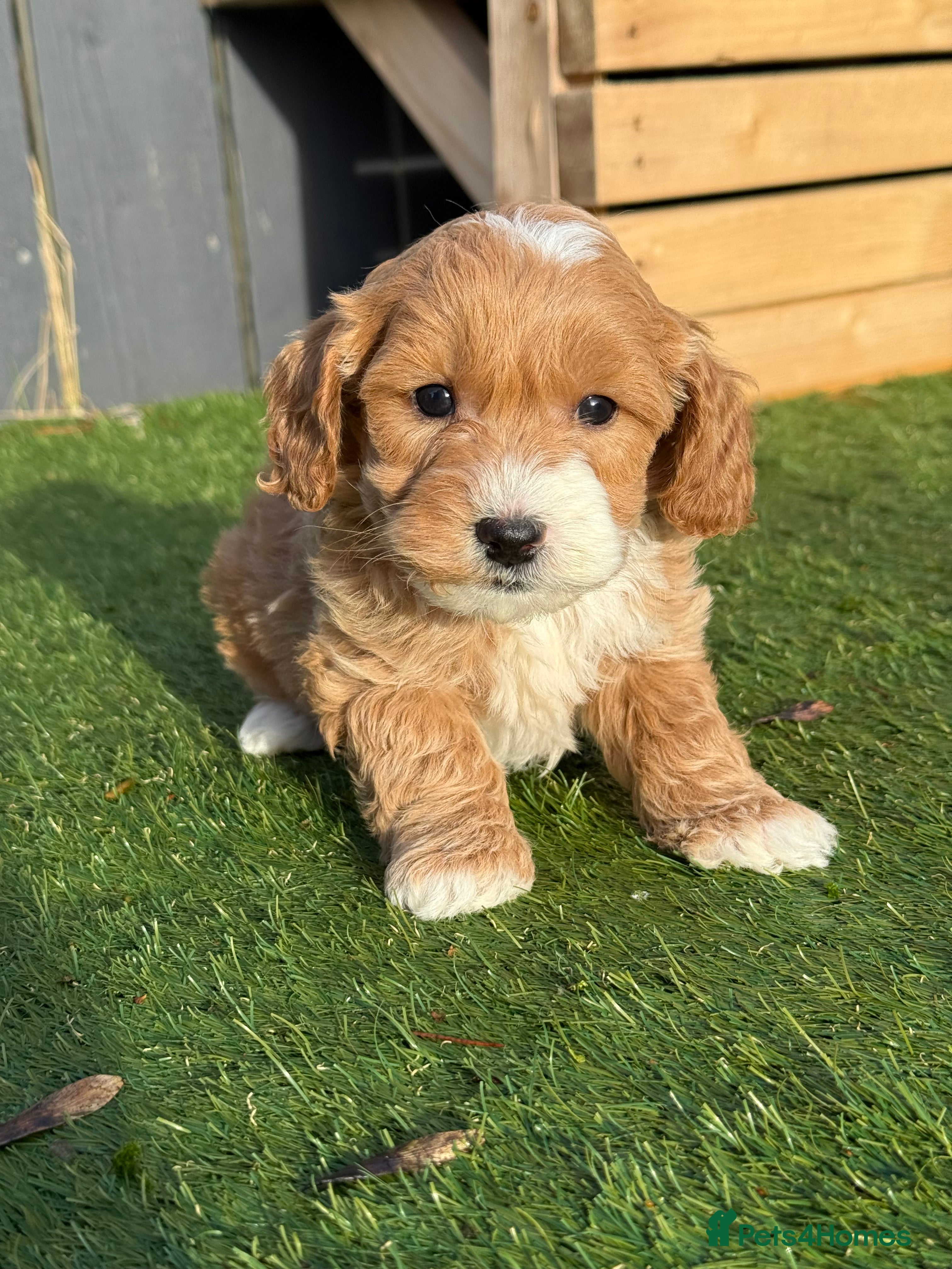 Cockapoo dogs F1B TOY COCKAPOO’S - Advert 5