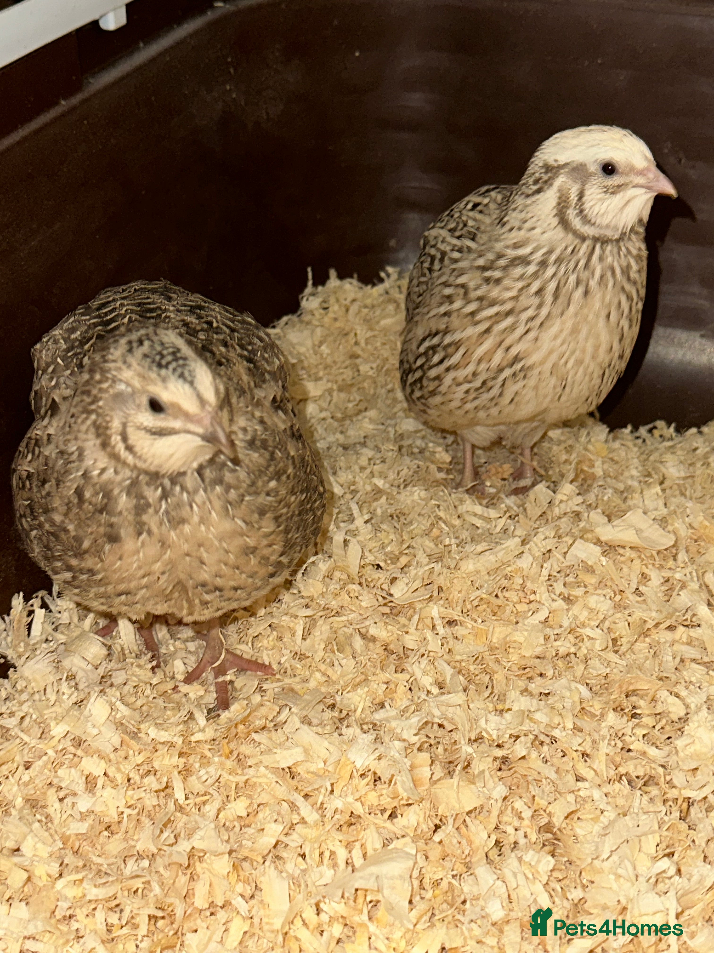 Quail poultry 2 young Male Coturnix Quail  - Advert 7