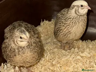 Quail poultry 2 young Male Coturnix Quail - Advert 7