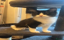 British Longhair cats for sale: Kitten - Image 5