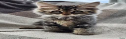 Siberian cats for sale: Traditional pure Siberian kittens, TICA reg - Advert 19
