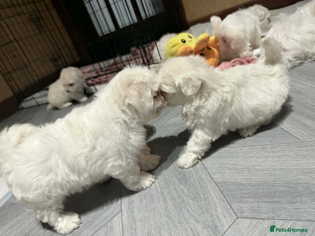 Maltese dogs for sale: Maltese puppies  - Advert 11