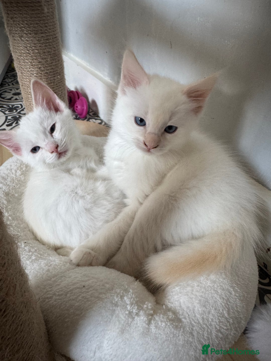 Ragdoll cats for sale: GCCF registered Ragdoll-Red Tabby Boy - Image 2