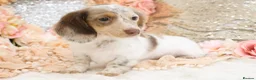 Miniature Dachshund dogs for sale: KC Longhair Miniature Dachshund Puppies - Advert 33