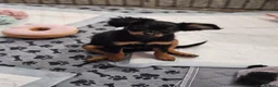 Russian Toy Terrier dogs for sale: Russian Toy Puppies from Quality Show Lines in Ilford - Advert 4