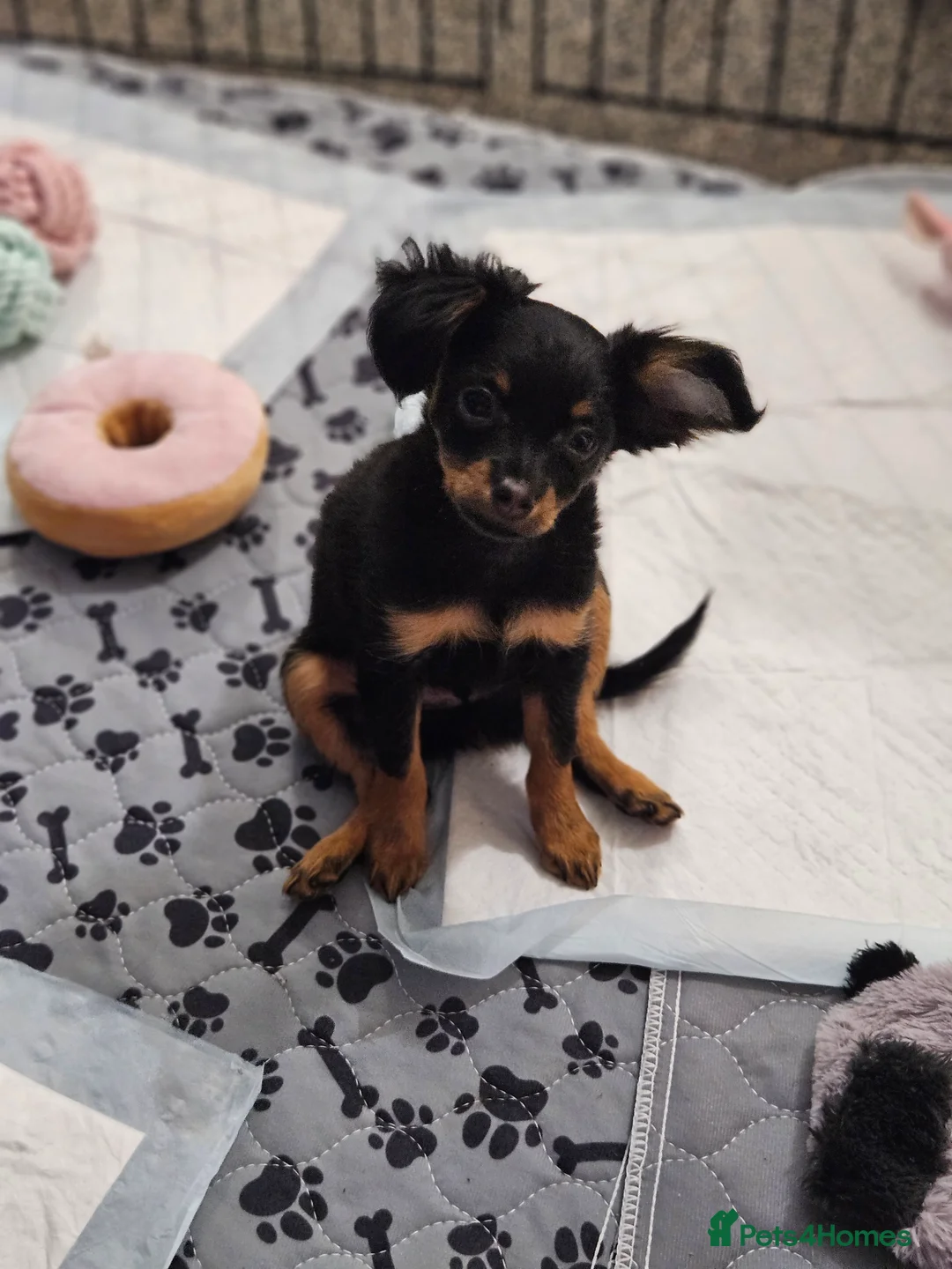 Russian Toy Terrier dogs for sale: Russian Toy Puppies from Quality Show Lines in Ilford - Advert 4