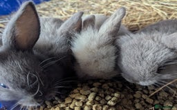 Lilac rabbits for sale: Beautiful baby lilac and blue bunnies - Image 1