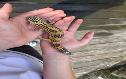 Leopard Gecko reptiles for sale: Leo the Leopard Gecko. Black Night/Mack Snow - Image 2
