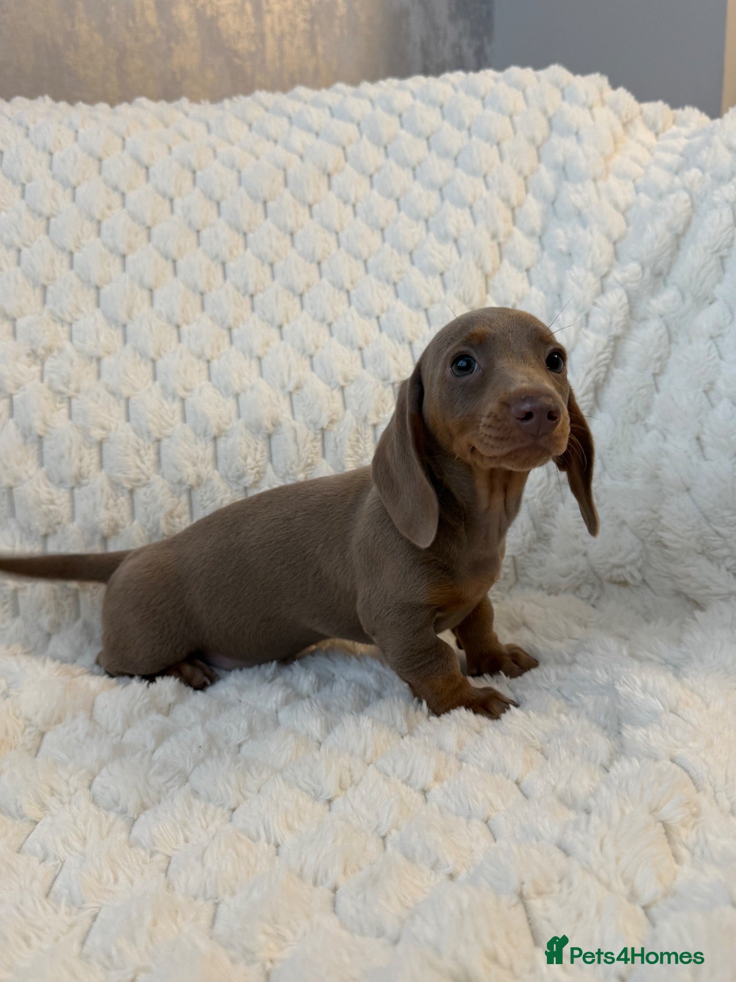 Miniature Dachshund dogs 🐾MINIATURE DACHSHUND PUPPIES🐾 - Advert 1