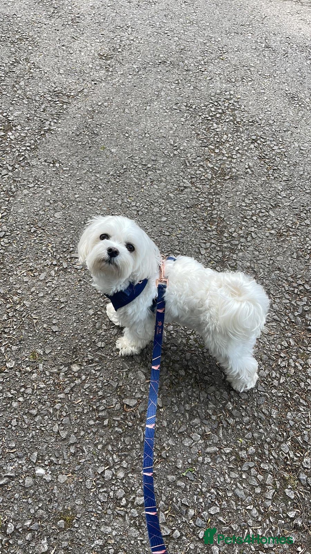 Mixed Breed dogs for sale: Chorkie - Maltese Mix for Sale - Advert 3