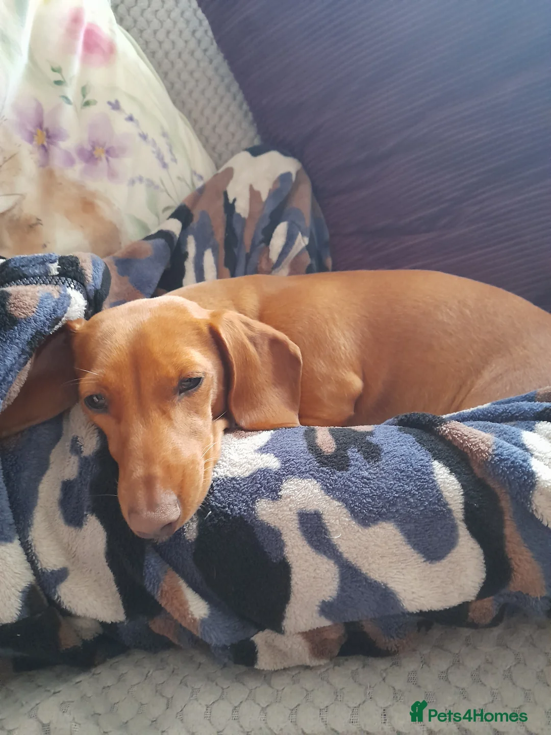 Miniature Dachshund dogs for sale: Bella miniature dachshound - Advert 1