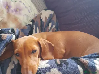 Miniature Dachshund dogs Bella miniature dachshound - Advert 2