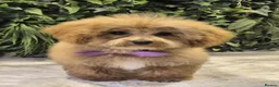 Poochon dogs for sale: Poochon Pup for Sale  in Abergavenny - Advert 2