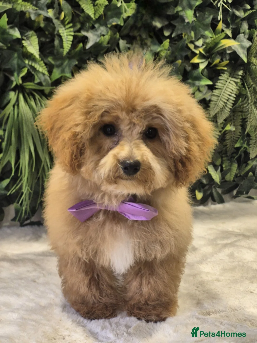 Poochon dogs for sale: Poochon Pup for Sale  in Abergavenny - Advert 2