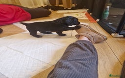 Sprocker dogs for sale: Beautiful sprocker pups - Image 14