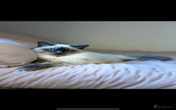 Ragdoll cats for sale: Exceptional Quality Ragdoll Kittens - Image 9