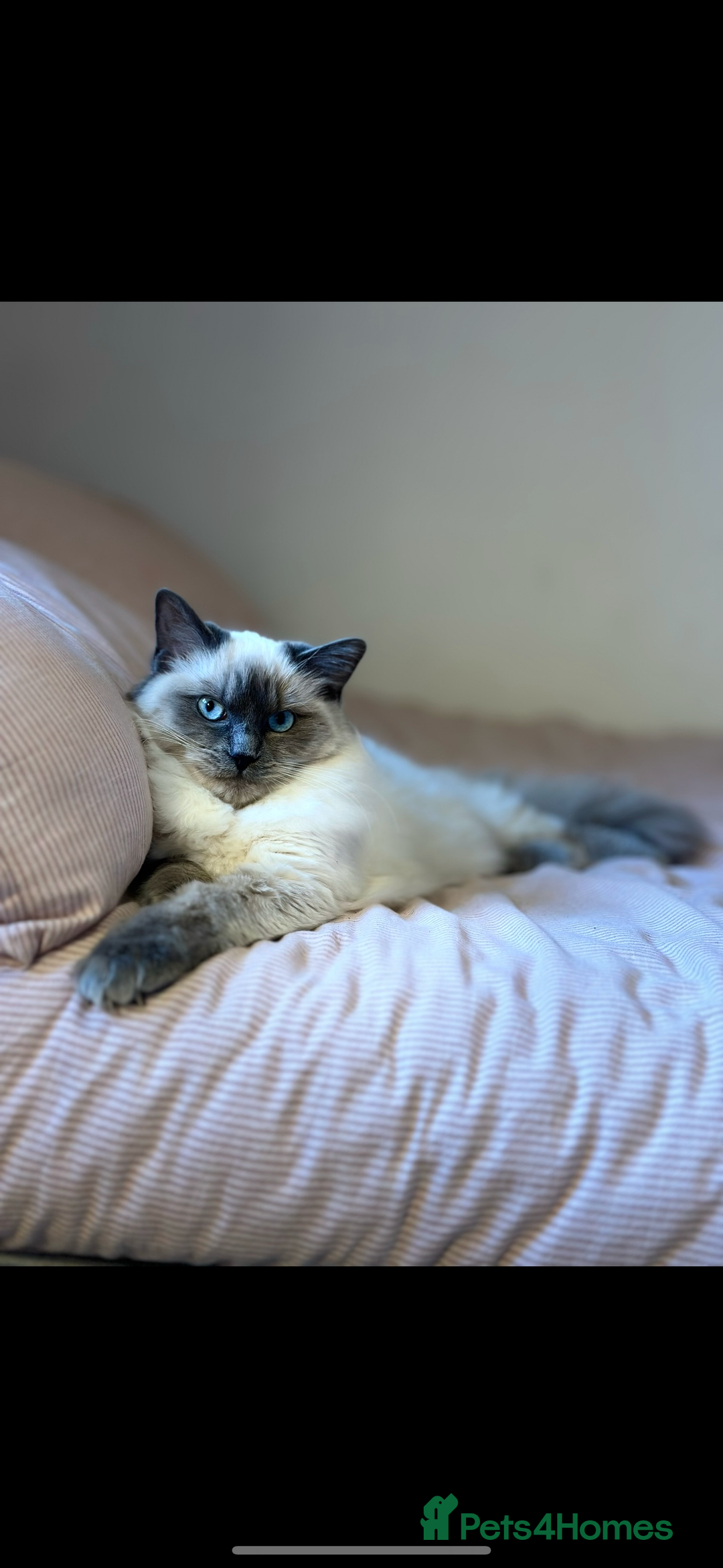 Ragdoll cats for sale: Exceptional Quality Ragdoll Kittens - Image 9