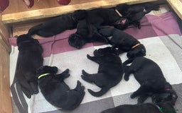 German Shepherd dogs for sale: Exceptional KC Reg DDR GSD Puppies Rare Bloodlines - Image 18