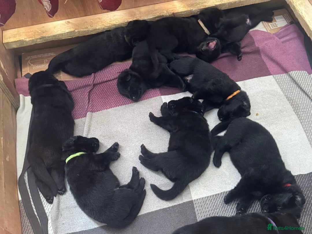 German Shepherd dogs for sale: Exceptional KC Reg DDR GSD Puppies Rare Bloodlines - Image 18