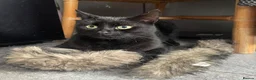 Domestic Shorthair cats for sale: Black boy who loves cuddles in Birmingham - Advert 1
