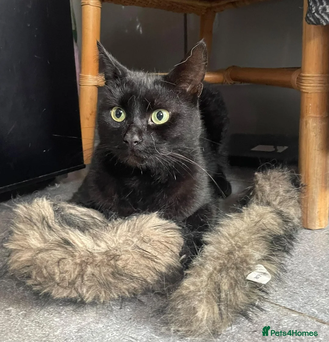 Domestic Shorthair cats for sale: Black boy who loves cuddles in Birmingham - Advert 1