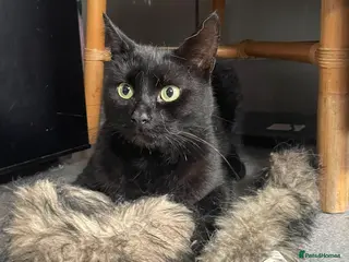 Domestic Shorthair cats Black boy who loves cuddles - Advert 4