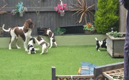 Sprocker dogs for sale: Spaniel Puppies  - Advert 1