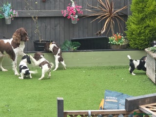 Sprocker dogs for sale: Spaniel Puppies - Advert 1