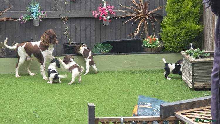 Sprocker dogs Spaniel Puppies - Advert 3