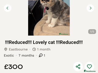 Exotic cats Reservation only - Advert 3