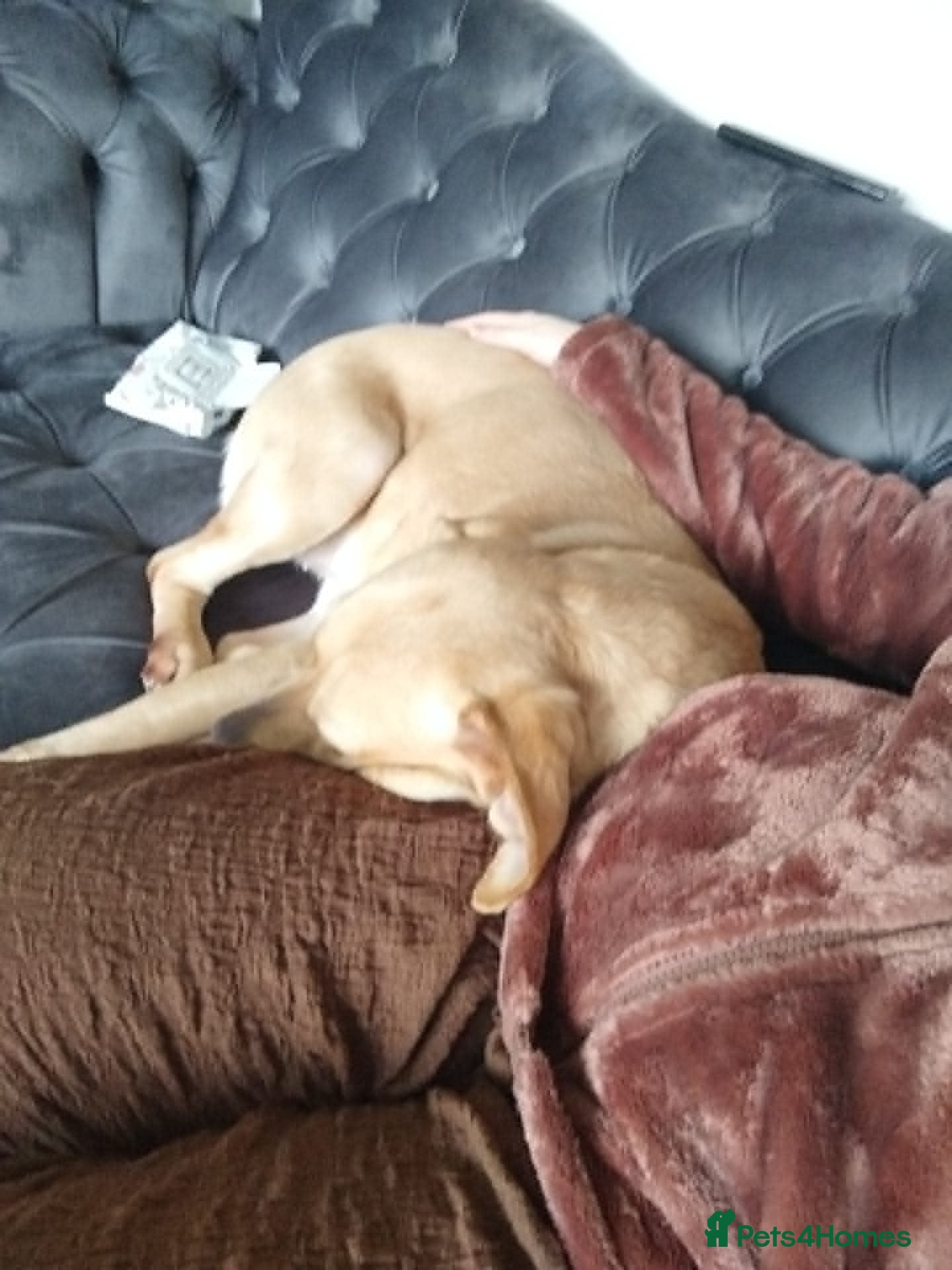 Labrador Retriever dogs for sale: Loving Forever Home Needed for Two Best Friends 🐾 - Advert 6